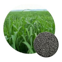 brachiaria brizantha